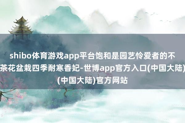 shibo体育游戏app平台饱和是园艺怜爱者的不二之选！茶花盆栽四季耐寒香妃-世博app官方入口(中国大陆)官方网站